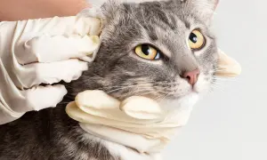 A veterinarian examines a cat's ear, checking for signs of a cat ear infection. The cat has striking yellow eyes and grey tabby fur.