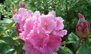 Piękne, różowe kwiaty rododendrona. Warto wiedzieć, kiedy nawozić rododendrony, by cieszyć się ich kwitnieniem.