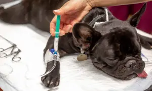 Un bulldog francés recibe fluidos intravenosos, mostrando posibles efectos secundarios después de la anestesia en perros.
