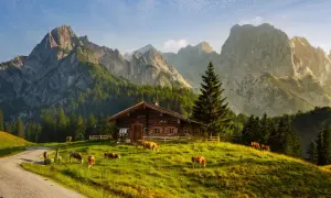 Holzhütte mit Kühen auf einer Alm, umgeben von majestätischen Alpen. Ein idyllischer Ort für einen Alpen Urlaub.