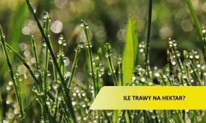 Krople rosy na źdźbłach trawy. Pytanie: ile trawy na hektar łąki?