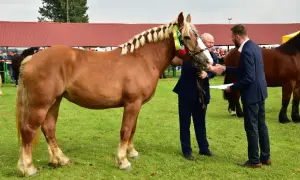 Piękny koń sztumski z zaplecioną grzywą odbiera gratulacje od hodowcy.