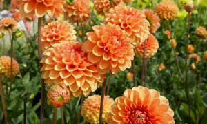 Kiedy sadzić dalie do gruntu? Złota zasada sukcesu!