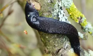 Schwarze Nacktschnecke kriecht auf einem Ast. Verschiedene Schneckenarten sind faszinierend.