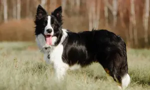 Piękny border collie długowłosy z jednym niebieskim okiem stoi na trawie, dysząc radośnie.