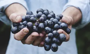 Winogrona na diecie: Czy tuczą? Odkryj prawdę o kaloriach!