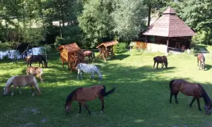 Co to jest agroturystyka? Poznaj jej zalety i unikalne doświadczenia