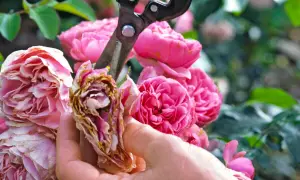 Eine Hand schneidet mit einer Gartenschere verwelkte Blüten von buschrosen.