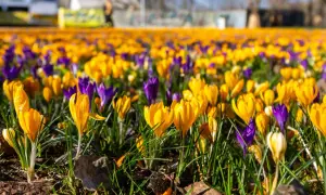 Pole żółtych i fioletowych krokusów, jak wyglądają wiosną.
