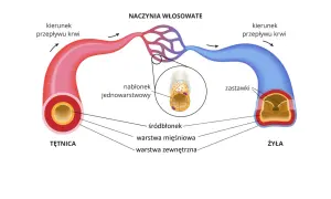Schemat naczyń krwionośnych: tętnica, naczynia włosowate i żyła. Naczynia włosowate, co rozszerza naczynia krwionośne, łączą je.