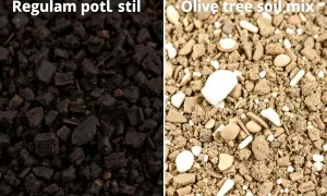 Jaka ziemia do oliwki? Oto najlepsze podłoże, które zapewni sukces