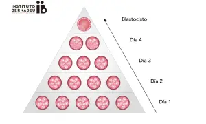 Pirámide de desarrollo embrionario: día 1 (mórula) a blastocisto. Ilustra el porcentaje de embarazo de embriones tipo A.