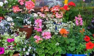 Kolorowe pelargonie, lobelie i inne kwiaty w donicach to świetny pomysł, co posadzić przy tarasie.