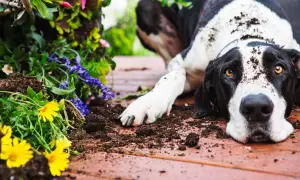 A black and white dog, covered in dirt, lies near a planter with yellow and purple flowers. Perhaps he was investigating why do dogs eat dirt.