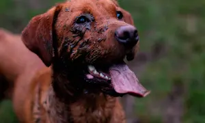 A muddy, brown dog with its tongue hanging out looks happy after a romp. This feral dog seems to have had a great time playing in the dirt.