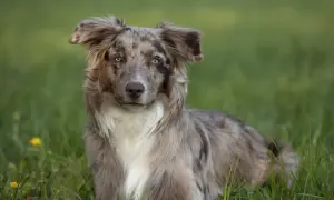 Ein wunderschöner Australian Shepherd Red Merle mit leuchtend blauen Augen liegt im grünen Gras.