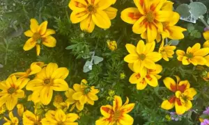 Wiele żółtych kwiatów bidens z czerwonymi pasami na płatkach, tworzących słoneczny bukiet.