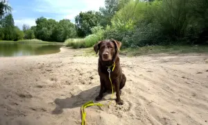 Brauner Hund mit gelber Leine sitzt am Sandstrand eines Sees. Ein schöner Tag für Berlin mit Hund.