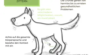 Ein Hund hebt die Pfote und zittert. Es gibt viele Gründe, warum ein Hund zittert, von harmlos bis ernst.