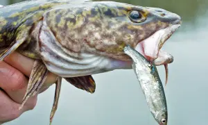 Großer Fisch mit offenem Maul, der einen kleineren Fisch frisst. Die Uhrzeit ist egal, wenn ein Fisch den anderen schnappt.