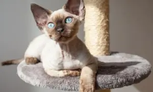 Adopcja Devon Rex: Jak uniknąć wysokich kosztów i znaleźć idealnego kota