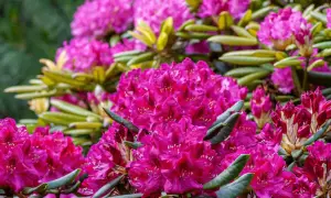 Rododendrony: Jaka gleba? Przepis na bujne kwitnienie!