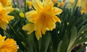 Gula påskliljor i en närbild, en blomma i fokus som en intim tete a tete med betraktaren.