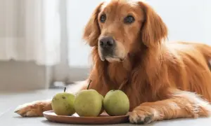 Złoty retriever leży obok talerzyka z gruszkami, zastanawiając się, czy pies może jeść gruszkę.