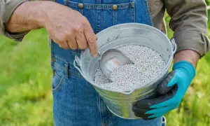 Rolnik w ogrodniczkach nabiera łopatką nawóz wapnowit do metalowego wiadra, przygotowując się do nawożenia gleby.