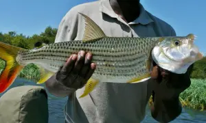 Ein Mann hält einen beeindruckenden Tigerfisch aus Afrika. Seine scharfen Zähne und die leuchtend rote Schwanzflosse sind gut sichtbar.