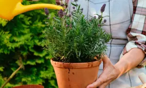 A person waters a potted lavender plant with a yellow watering can.