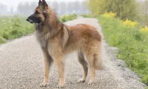 Piękny owczarek belgijski odmiany Tervueren stoi na żwirowej drodze, otoczony zielenią i żółtymi kwiatami.
