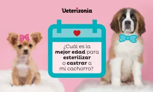Cachorro chihuahua con lazo rosa y San Bernardo con pajarita azul. ¿Cuánto cuesta castrar un perro?