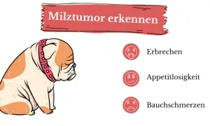 Ein trauriger Hund mit einem roten Halsband. Daneben: Erbrechen, Appetitlosigkeit, Bauchschmerzen – Anzeichen für einen Milztumor beim Hund.
