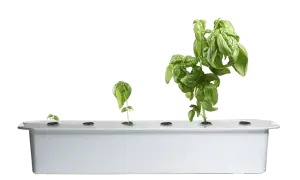 Basilplantor i olika stadier av tillväxt i ett hydroponiskt odlingssystem.