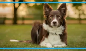 Uroczy border collie miniaturka leży na trawie, z uwagą wpatrując się w obiektyw.