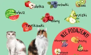 Czy koty mogą jeść maliny? Bezpieczne owoce czy zagrożenie dla zdrowia?