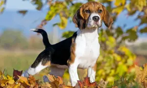 Młody beagle w jesiennych liściach. Zastanawiasz się, ile żyją beagle? Ten energiczny piesek z pewnością będzie towarzyszył Ci przez wiele lat.