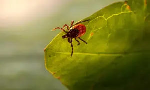 Kleszcz na zielonym liściu, symbol zagrożenia chorobami odkleszczowymi u psa.