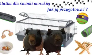 Jak urządzić klatkę dla świnki morskiej, aby zapewnić jej komfort i zdrowie