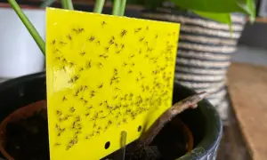 Gelbes Klebebrett mit vielen kleinen Fliegen, die in der Blumenerde einer Topfpflanze gefangen sind.