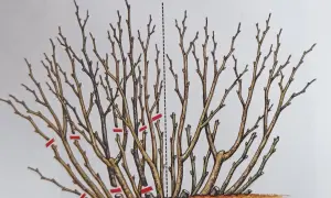 Ilustracja pokazuje prawidłowe cięcie porzeczki czerwonej. Krzew jest przycinany, usuwając stare i słabe pędy, co sprzyja lepszemu wzrostowi i owocowaniu.