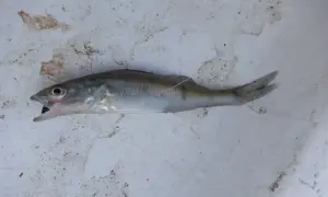 Ein kleiner Fisch mit geöffnetem Maul liegt auf schmutzigem Untergrund. Er könnte ein Leckerbissen für größere Raubfische sein, wie zum Beispiel Zander.