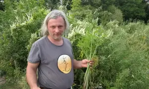 Trujące chwasty w Polsce: Jak rozpoznać i bezpiecznie usunąć?