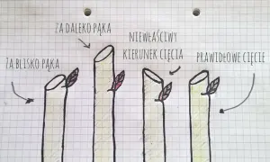 Ilustracja pokazuje, kiedy przycinać róże na wiosnę: cięcie za daleko pąka, za blisko pąka, niewłaściwy kierunek cięcia i prawidłowe cięcie.