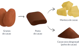Proceso del cacao: granos, pasta, manteca y polvo. Descubre las **cacao puro propiedades** y sus usos.