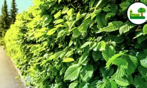 Dichte Hecke aus Feldahorn. Nachteile wie dichter Wuchs und Schattenwurf sind hier nicht ersichtlich, nur das satte Grün.