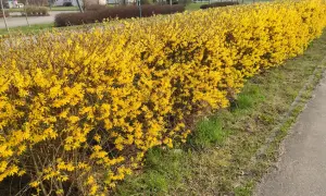 Krzewy forsycji odmiany w pełnym rozkwicie tworzą żywopłot pełen słońca.