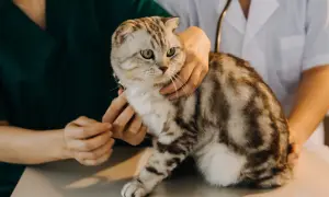 Czy do weterynarza trzeba się umawiać? Kiedy tak, a kiedy nie?