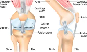 Anatomie des Kniegelenks: Femur, Patella, Meniskus, Knorpel, Sehnen und Bänder. Die Gelenkkapsel des Knies schützt diese Strukturen.